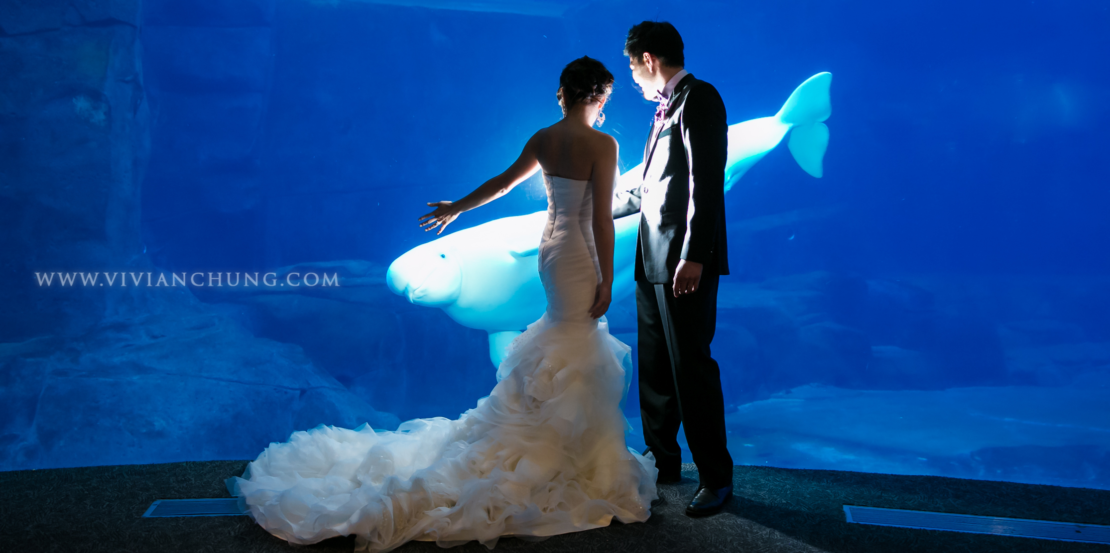 Shawn and michelle wedding, Vancouver Aquarium, Vancouver Aquarium Wedding